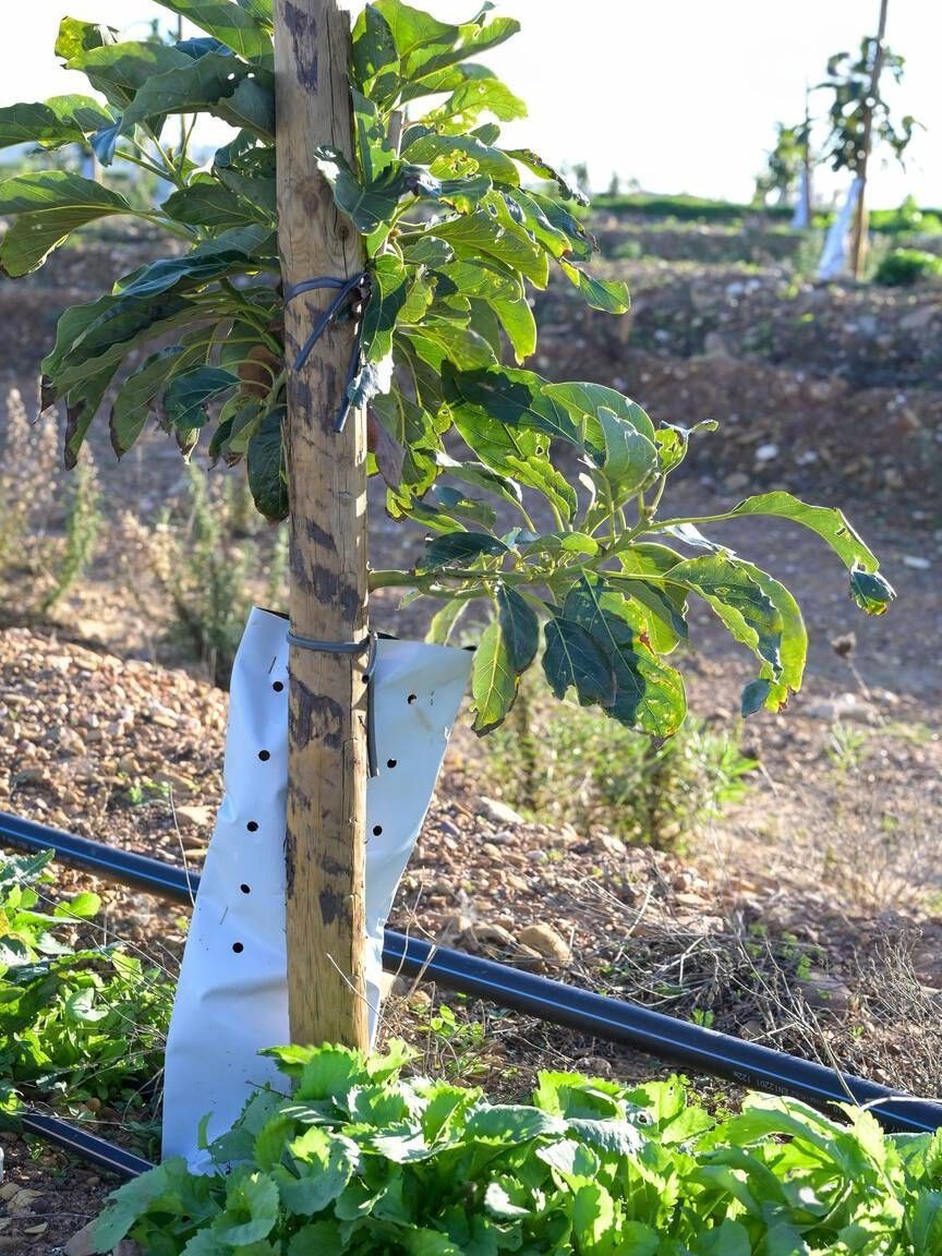 Avocado tree plantation with drip irrigation avocado farming Avocado tree plantation with drip irrigation avocado farming